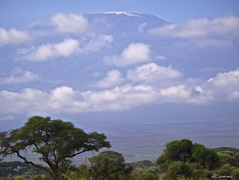 12 días de Safari en Kenia: Jambo bwana - Blogs de Kenia - Amboseli: Buscando la foto del elefante a los pies del Kilimanjaro (10)