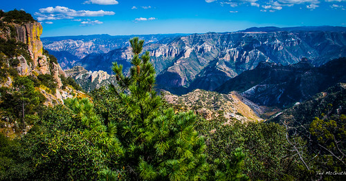 trees cliff chihuahua mountains mexico nikon bluesky canyon cropped pinecone vignetting canyons divisadero barrancas barrancasdelcobre coppercanyon d600 barrancadelcobre tedmcgrath uriquecanyon tedsphotos nikonfx tedsphotosmexico d600fx divisaderochihuahua