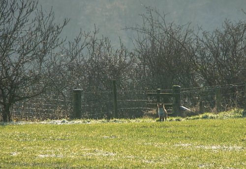 art nature photography scotland countryside wildlife backlit contrejour ayrshire redfox vulpesvulpes newmilns irvinevalley sigma150500mmf563dgoshsm sonyslta77v ronniebarron rcb4j