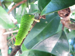 綠斑鳳蝶的生命之旅：幼蟲。攝影：陳秀竹