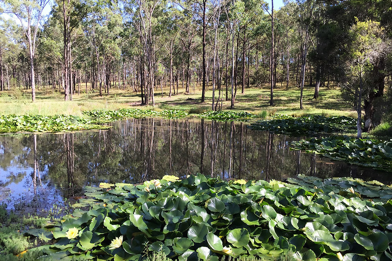 Pond with lilies