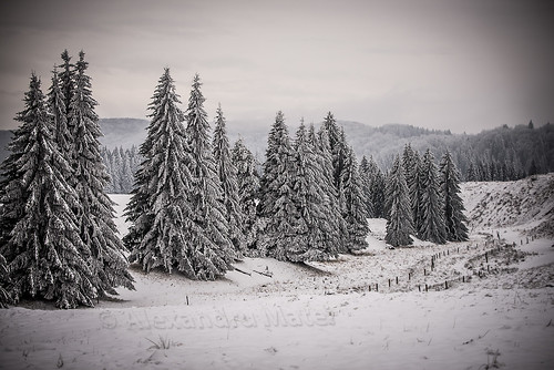 tree landscape romania fir brasov rou iarna brazi poiana mapbv