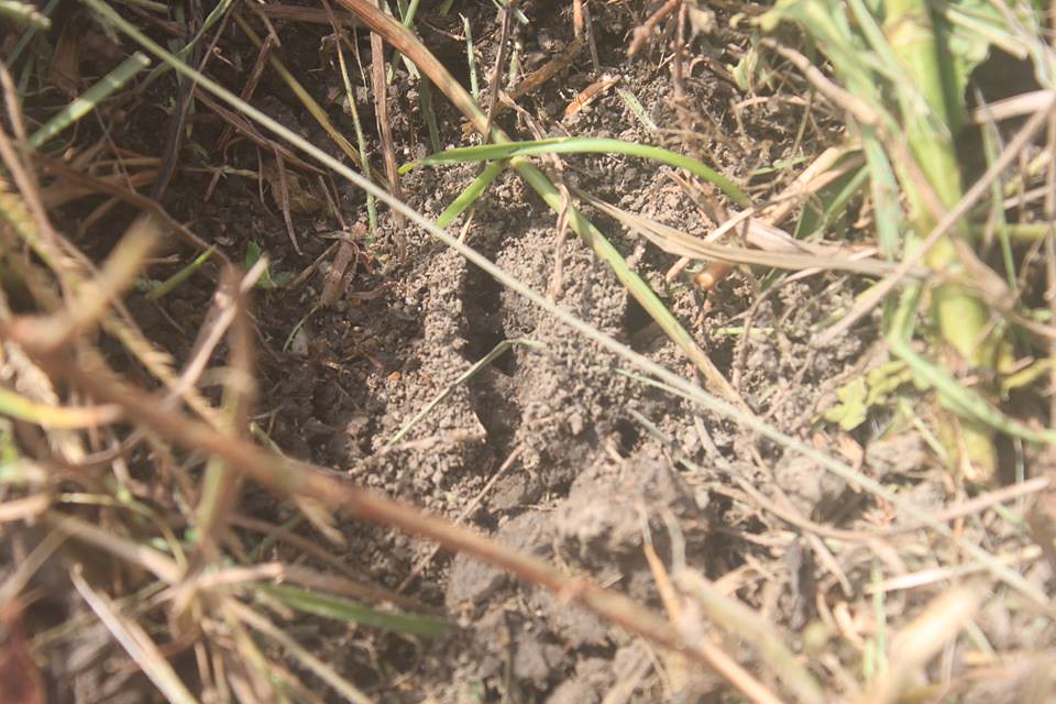 8月17日發現種下的花生被螞蟻吃了