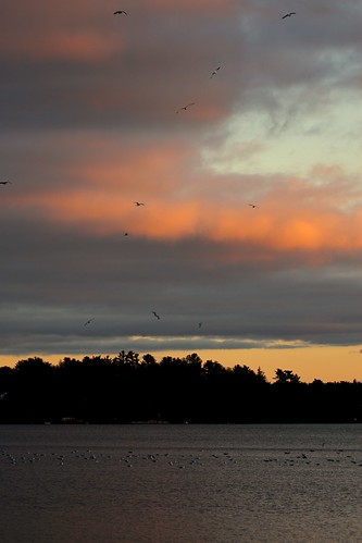sunset bird ma gulls flight sharon tumble roost greatblackbackedgull herringgull ringbilledgull lakemassapoag