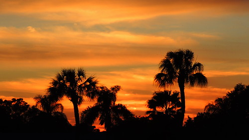pink blue trees sunset red wallpaper sky orange color fall weather silhouette yellow clouds palms landscape evening nikon scenery flickr sundown florida dusk tropical coolpix bradenton p510 mullhaupt cloudsstormssunsetssunrises jimmullhaupt