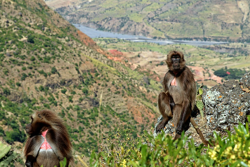 africa travel wild male nature animal female river landscape monkey wildlife bleedingheart baboon colourful ethiopia gelada mammalian theropithecusgelada