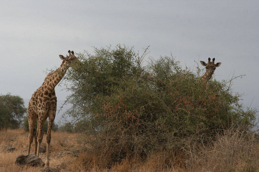 AMBOSELI II - MEMORIAS DE KENIA 14 días de Safari (36)