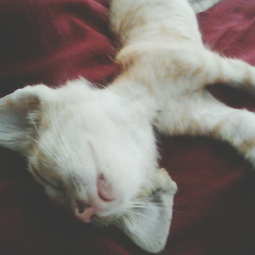 goodmorning cat sleepingcat love