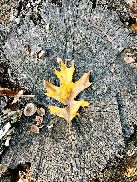 Fall Leaves on a tree stump