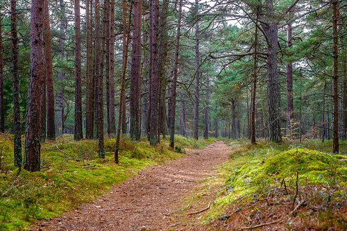 autumn green 35mm forrest sweden path trail naturereserve fujifilm sverige fujinon project365 blekingelän fujifilmxt1 fujifilmfujinonxf3514r högasand