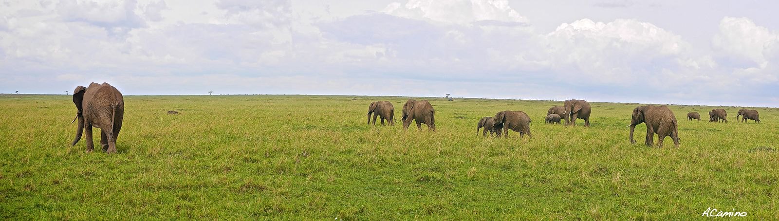 El parto de una gacela en un Masai Mara, lleno de búfalos, leones, guepardos... - 12 días de Safari en Kenia: Jambo bwana (53)