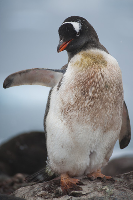 Gentoo Penguin in Antarctica