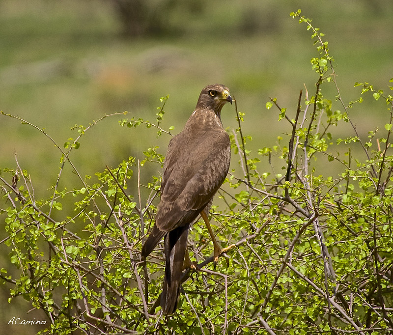 Safari en Samburu: Jirafas, Elefantes, Leones, Guepardos y muchísimos pájaros - 12 días de Safari en Kenia: Jambo bwana (53)
