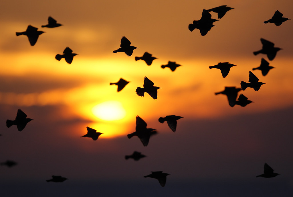 Starlings flying at sunset