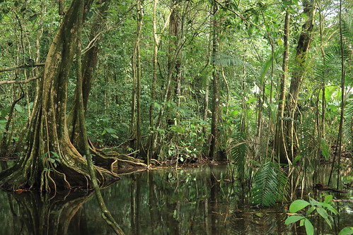 trees reflection latinamerica nature water forest nationalpark rainforest costarica hiking wildlife corcovado jungle swamp naturalbeauty centralamerica osapeninsula drakebay sanpedrillo