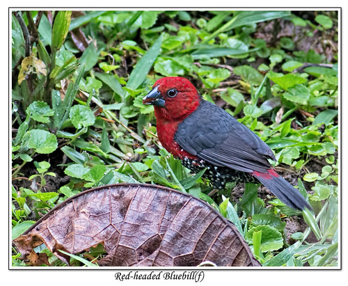 kakamegaforest westernkenya redheadedbluebill spermophagaruficapilla forestbirds redheadedbluebillfemale