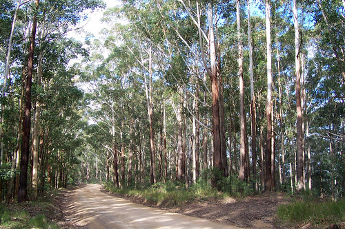 nsw dirtroad eucalyptus martinsville myrtaceae blackbutt unsealedroad morriset wetsclerophyllforest watagansnationalpark eucalyptuspilularis wishingwellforestpark