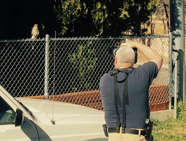 Gary Photographing Cooper's Hawk