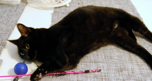 Tula, gatita negra bellísima de ojazos verde agua esterilizada nacida en 2012, en adopción. Valencia. ADOPTADA. 15897361972_92ee36bd33