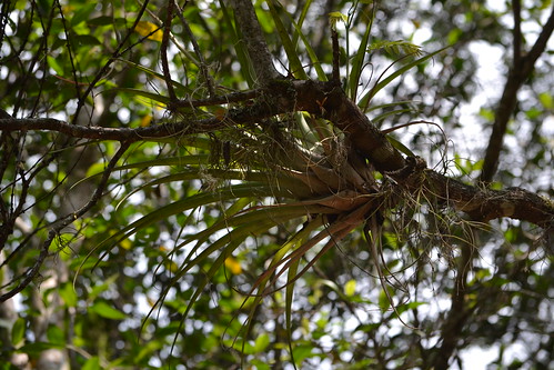 naturaleza tree nature arbol photography photo branch foto camilo rama andrés fotografía cundinamarca suárez pandi kamian clubguanahani