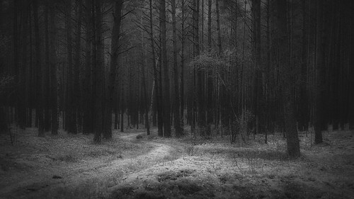 polska poland przyroda nature las forest droga road pejzaż landscape blackandwhite monochrome beautifulearth bw