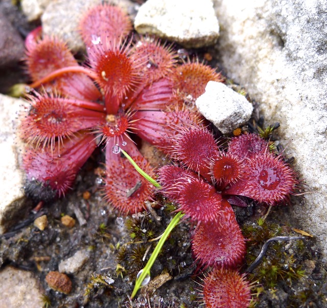 Scented sundews on the path