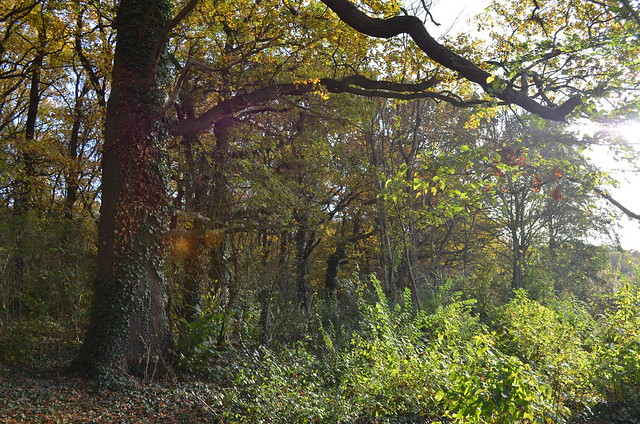 Jungfernheide Forst Berlin_ autumn trees forest in sunlight
