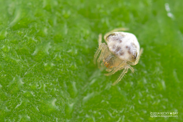 Araneid spider (Cyrtarachne sp.) - DSC_8067