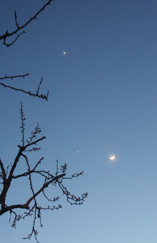 The moon, Venus, Jupiter and plum tree - IMG_6266-002