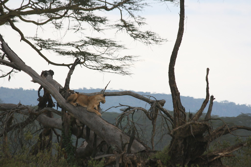 LAGO NAKURU - MEMORIAS DE KENIA 14 días de Safari (24)