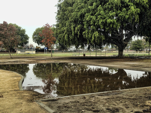 Furman Park puddle
