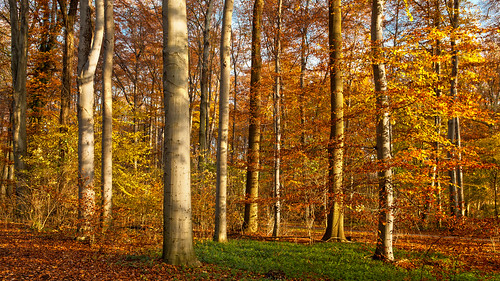 park november autumn fall forest germany seasons herbst jahreszeiten cologne köln urbanpark cityforest