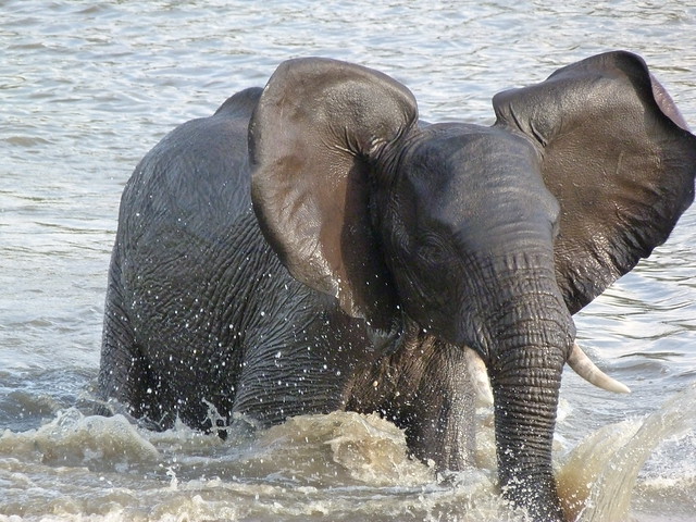 Elefante en el Parque Nacional Kruger de Sudáfrica