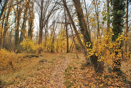 camino bosque