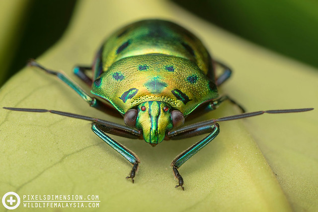 A metallic green Jewel Bug