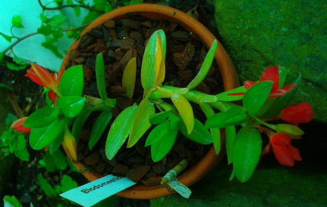 Fernandezia maculata 15184937644_817de35afb_z