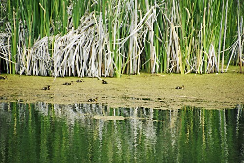 oregon sunriver river water green birds ducks reflection 2014 vacation travel 500views