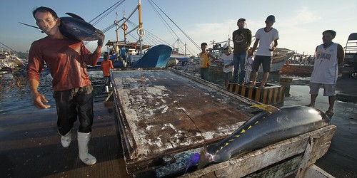 people yellow sunrise san philippines documentaries fin tuna gen travelphotography yellowfintuna gensanfishport tamron1024mm sonya580