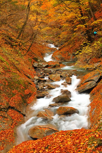 autumn wild fall japan flow waterfall asia stream autumnleaves valley 日本 nippon 紅葉 nihon yamanashi nishizawa 滝 渓谷 山梨 西沢 streamflow