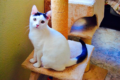 Carlo, gatito blanco con toque negro tímido y muy bueno esterilizado, nacido en Junio´14, en adopción. Valencia. ADOPTADO. 15785395437_15d1045051
