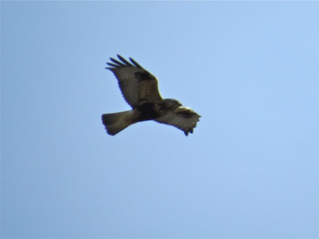 Rough-legged Hawk in the Magic Stump Area in Coles County, IL 04