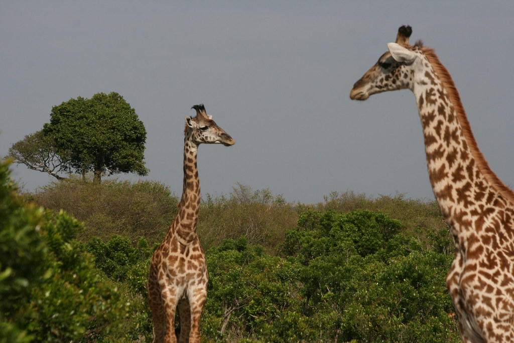 MEMORIAS DE KENIA 14 días de Safari - Blogs de Kenia - MASAI MARA II (2)