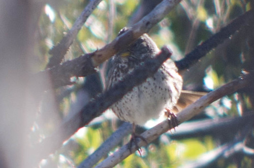 bird sparrow foxsparrow passerellailiaca slatecolored chewsridgeobservatory