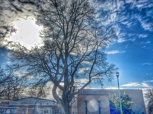 #freezing #cold #sunny day #tree #branches #bluesky #oklahomaskies #oklahoma #igersok #tulsa