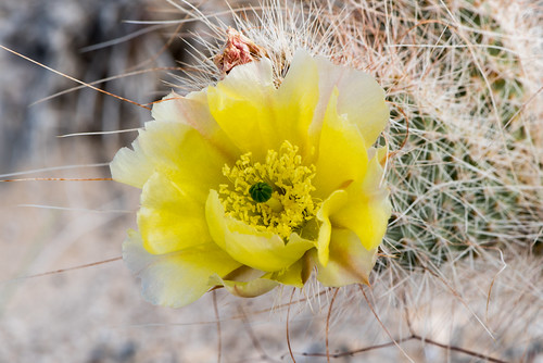 cactus desert opuntia mojavedesert grizzlybearpricklypear opuntiapolyacanthavarerinacea