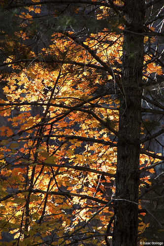 leaves light trees plants yellow orange colors fall foliage autumn westfork oakcreek sedona arizona canonrebelt4i unitedstates america