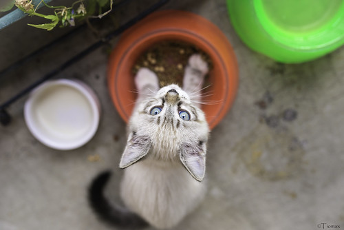Kitten bowl