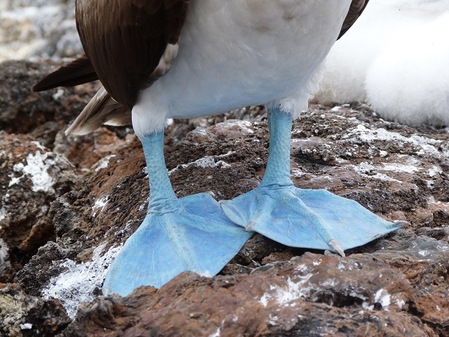 Patas azules de un piquero de patas azules (Islas Galápagos, Ecuador)