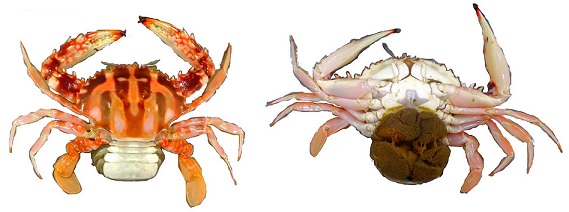 開花母蟹（圖例：鏽斑蟳，俗稱花蟹）。圖片來源：漁業署