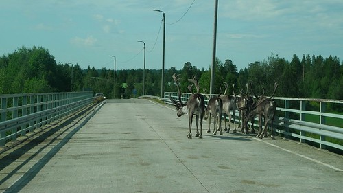 road bridge summer animal animals finland geotagged reindeer july lapland fin lappi 2014 tanhua savukoski 201407 20140722 luirontie geo:lat=6752638997 geo:lon=2753364497 luirojoki